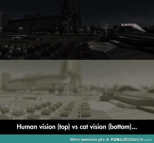 Differences between human and cat vision
