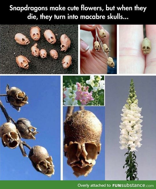 Scary flowers