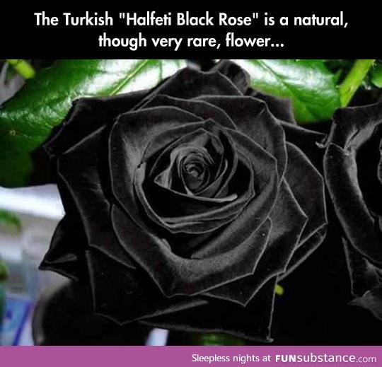 The Only Acceptable Rose For a Goth's Wedding Anniversary