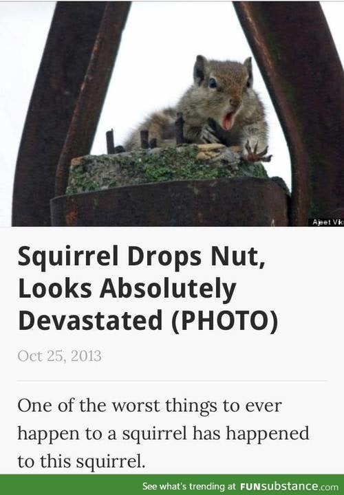 Squirrel drops nuts
