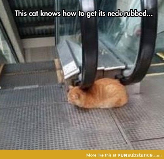 This cat has its life all figured out