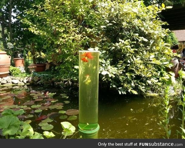 Watch tower for goldfish