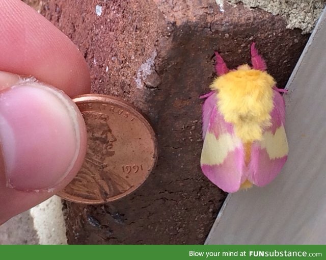 Pink and yellow moth (I think?). Lincoln for scale