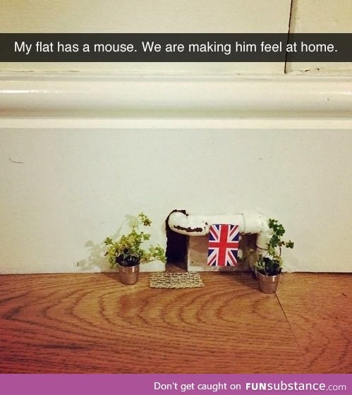 Making A mouse Feel at Home.