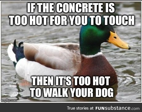 Hey dog owners!