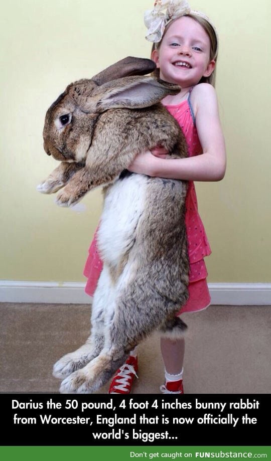 Darius the giant bunny