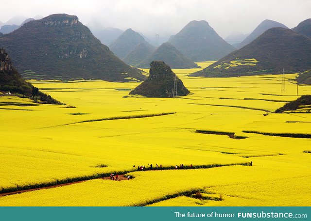 Canola Flower Fields in China