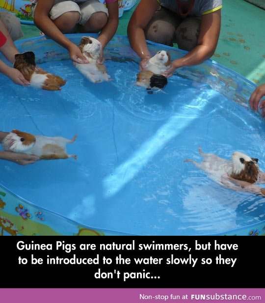 Introducing water to guinea pigs
