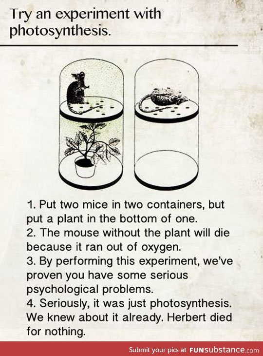An experiment with photosynthesis