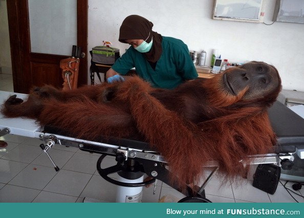 Chill-ass orangutan doesn't even care he got shot in the leg
