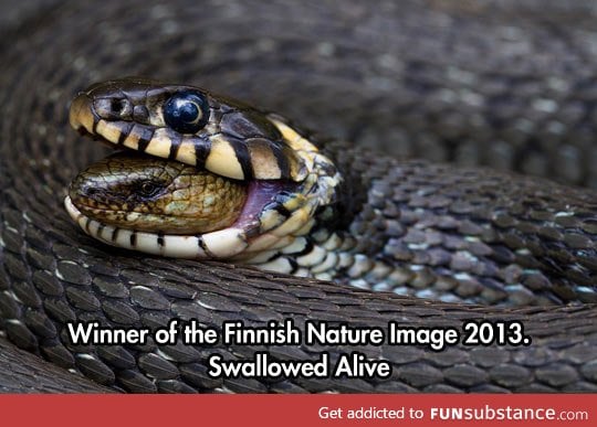 Swallowed alive