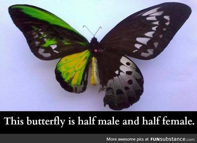 Dual gender butterfly