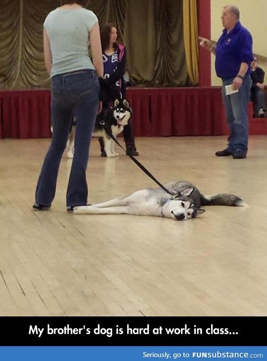 Husky is not in the mood