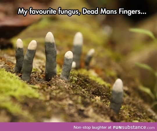 The coolest fungus