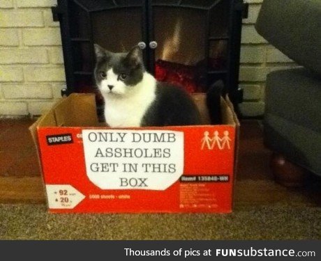 Cat box