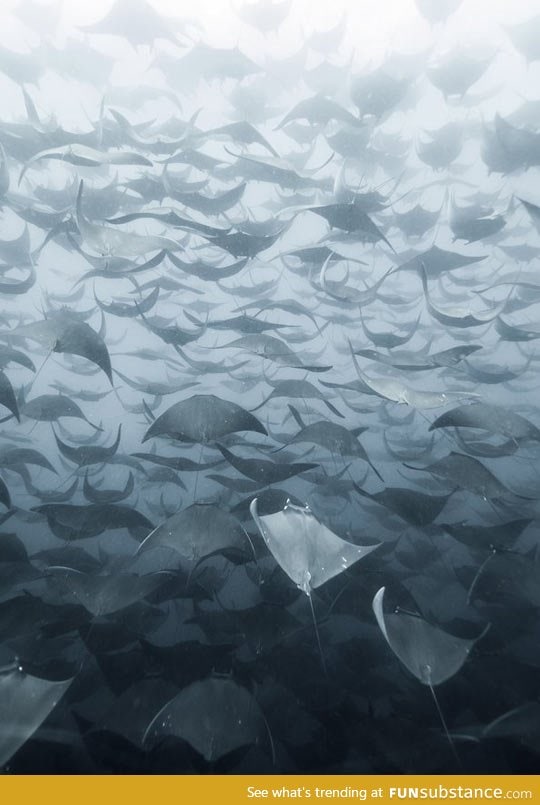 An amazing mobula herd