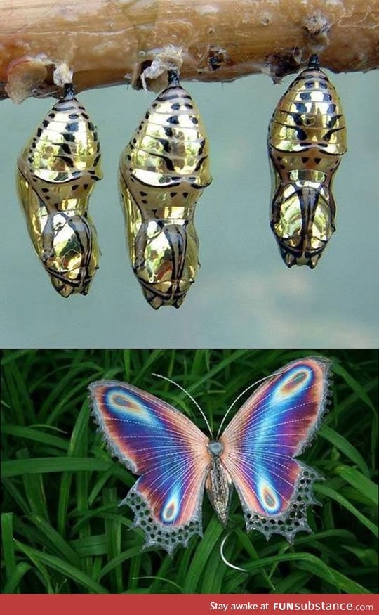 Amazing golden cocoon butterfly