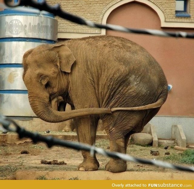 An elephant trying not to feel lonely