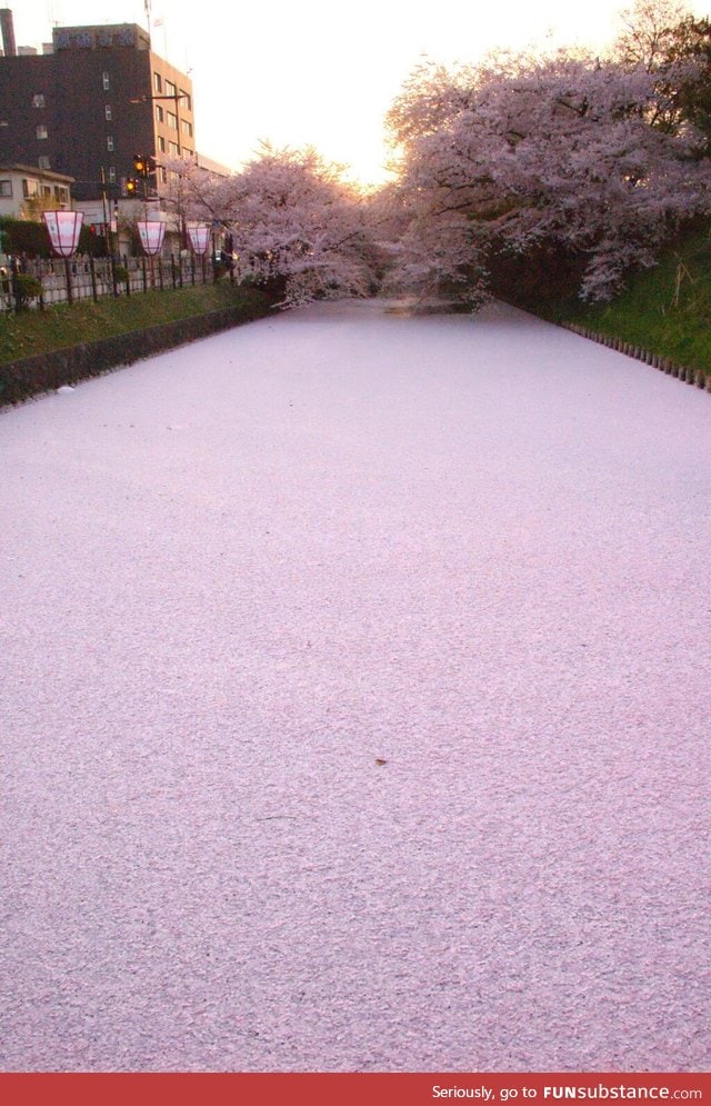 River filled with Cherry Blosom Petals