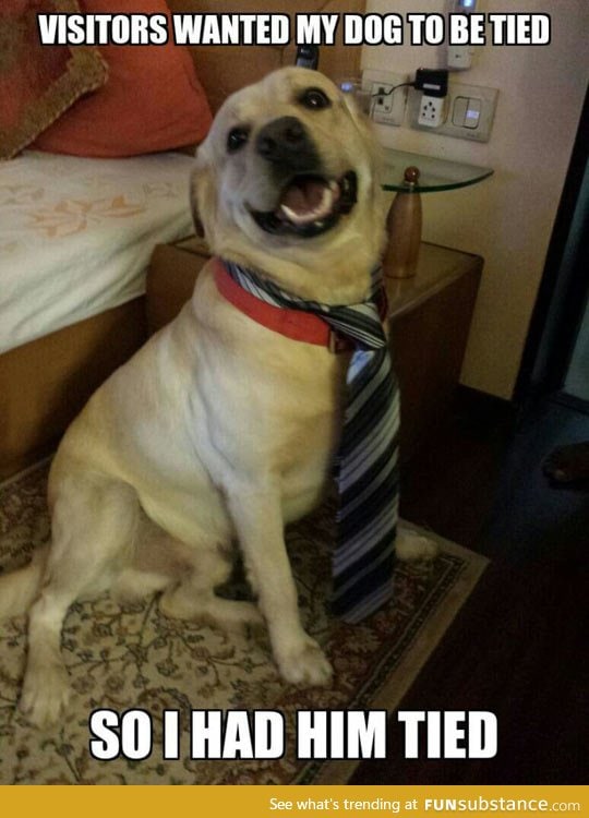 Tie your dog they said