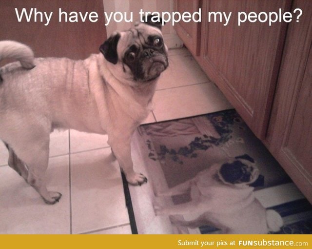 Poor pugs