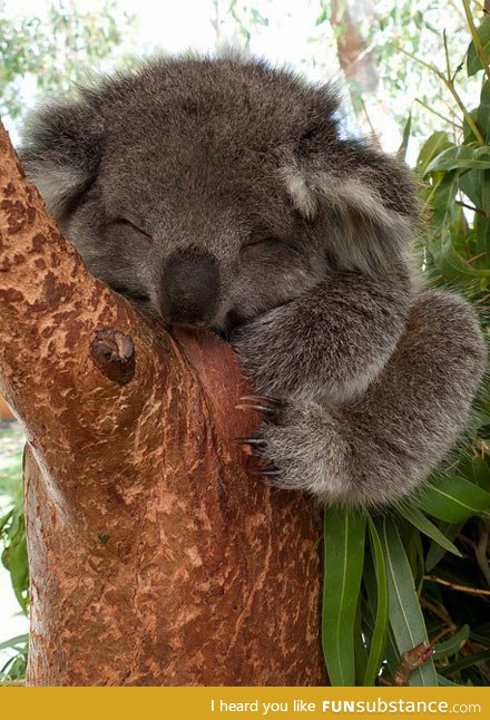 Sleepy baby koala