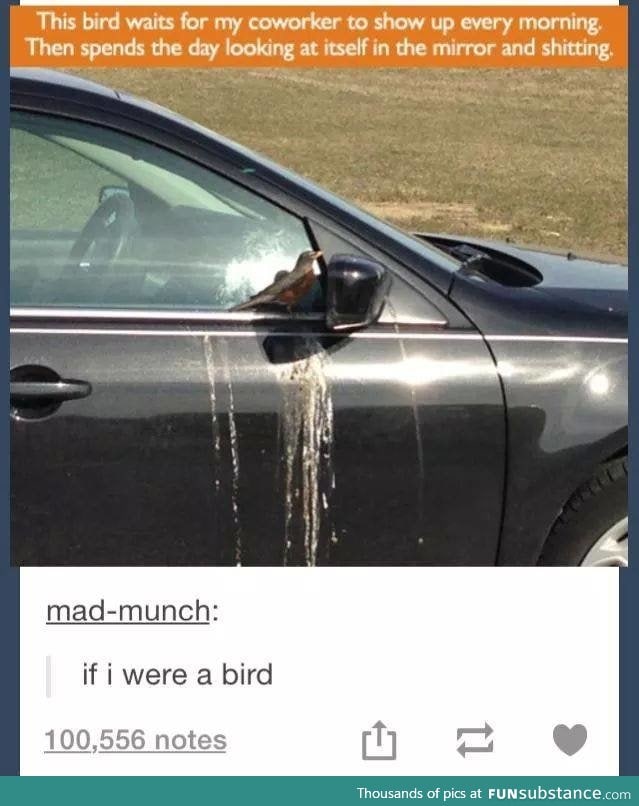 We have a bird that does this @ my house