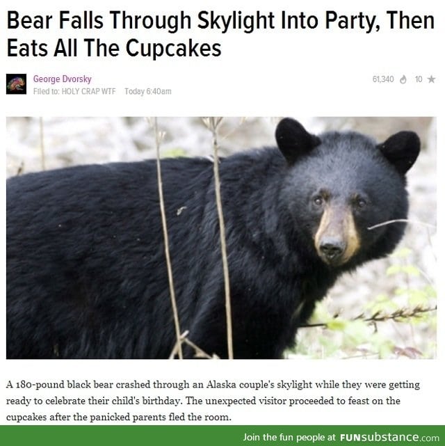 That's my kind of bear