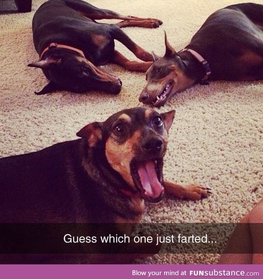 Doberman farts are the worst thing on earth