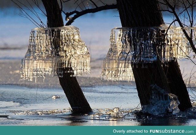 Natural chandeliers