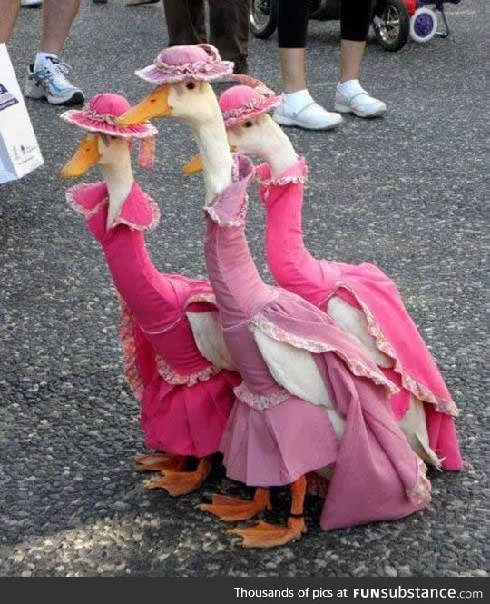 Let's take a moment to appreciate these custom made duck dresses