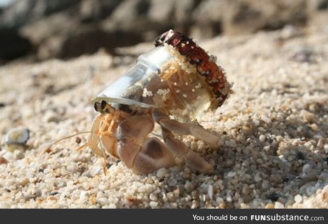Hermit crab with a beer bottle for a shell