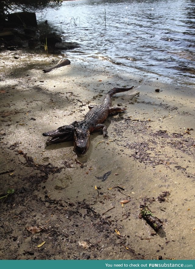 Two-headed alligator found in Florida