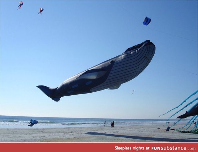 Awesome Blue Whale kite