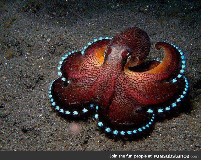 Lovely octopus