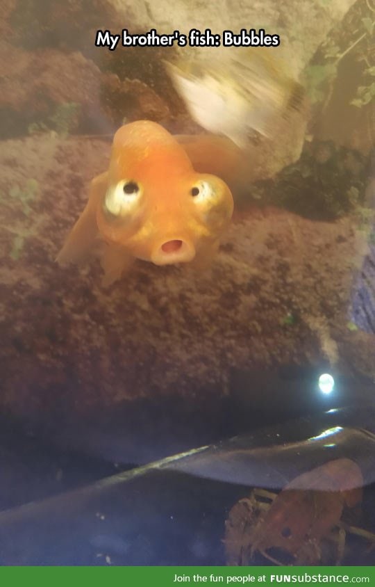 This fish is confused