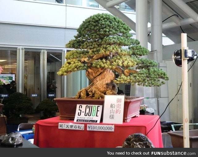 300 year old bonzai tree