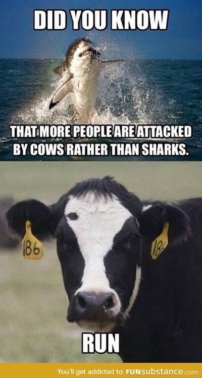 Cows are vicious
