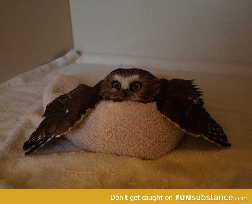 Owl in a towel