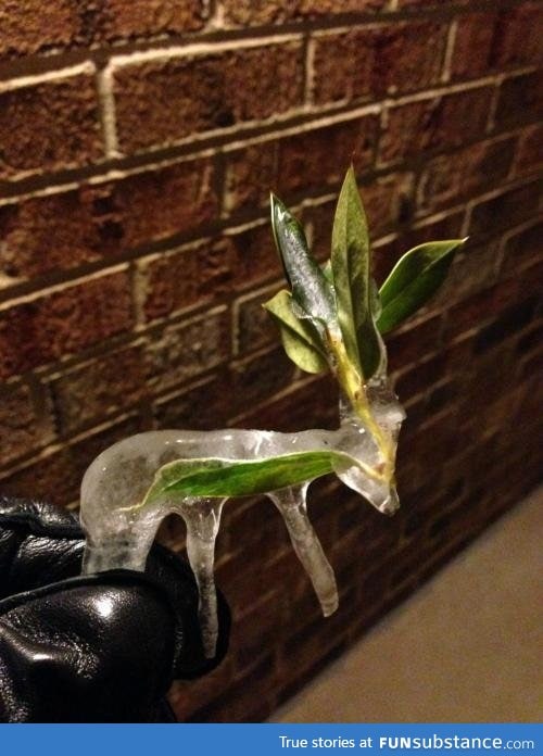 A deer shaped icicle I found after a snowstorm in January