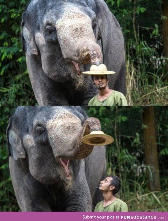 Elephants With a Good Sense of Humor