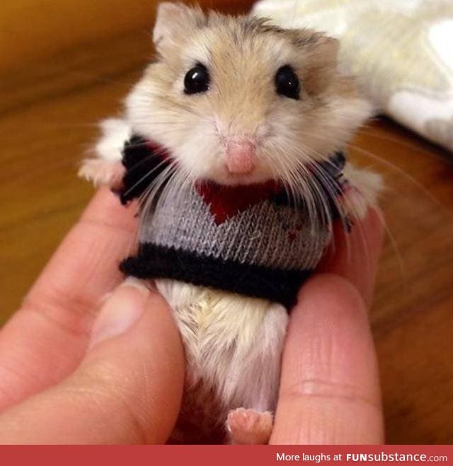 A hamster in a sweater
