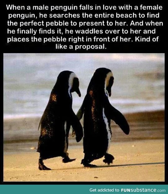 Romantic penguins