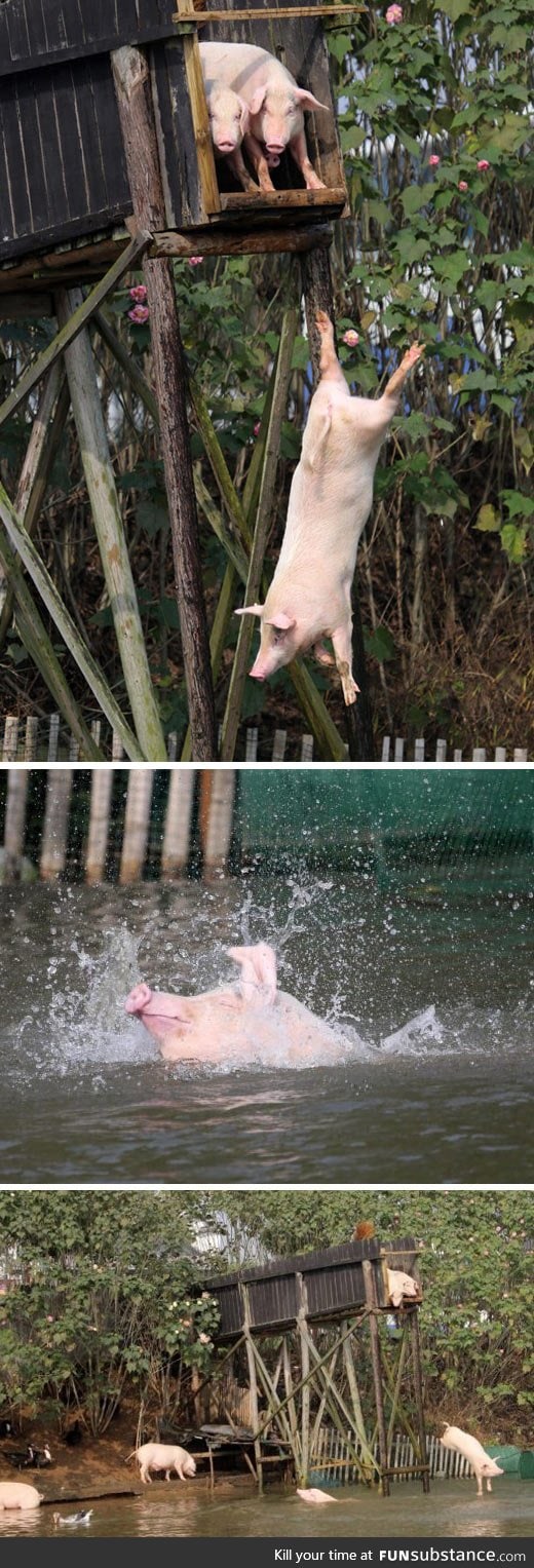 Pigs are adorable when they're having fun