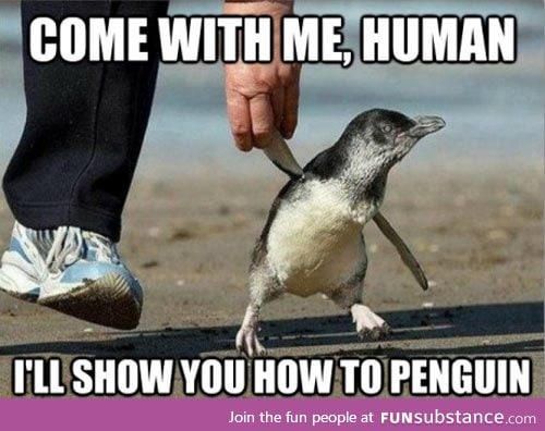 Let me show you the penguin wa