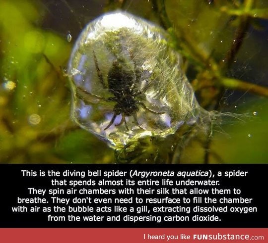 There's an underwater spider?
