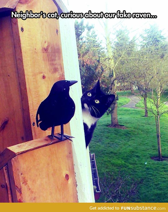 Curious neighbor's cat