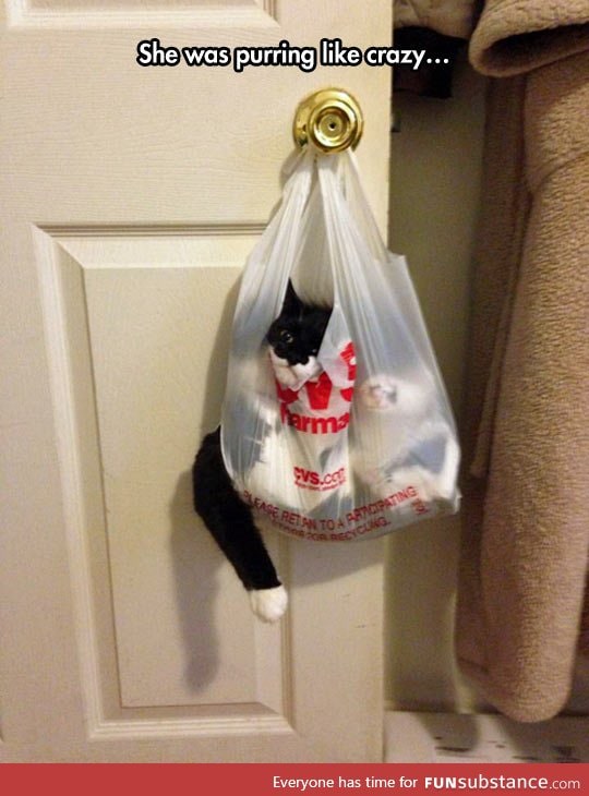 Cat on a bag