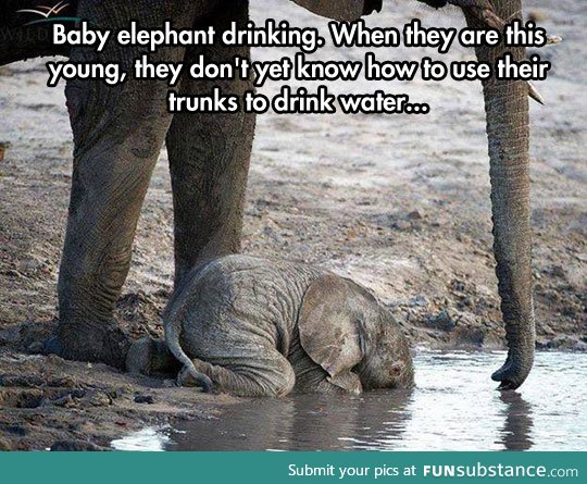 The cutest baby elephant