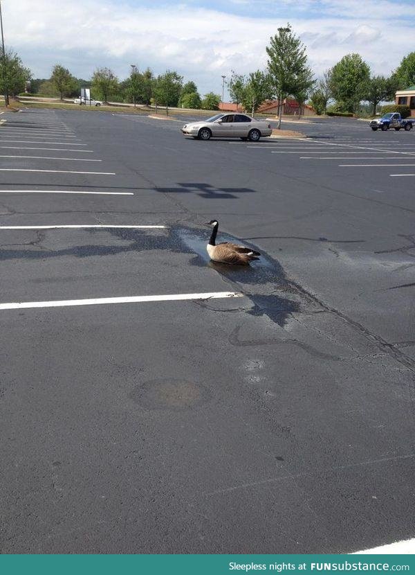 Optimistic goose